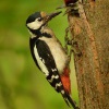 Strakapoud velky - Dendrocopos major - Great Spotted Woodpecker 2426